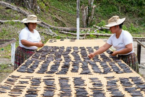 Spices House Indonesia farm workers sorting vanilla beans in Blitar East Java