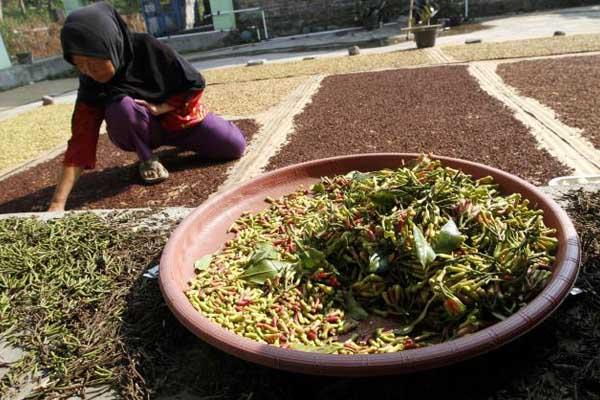 Indonesian clove farm in Blitar, East Java