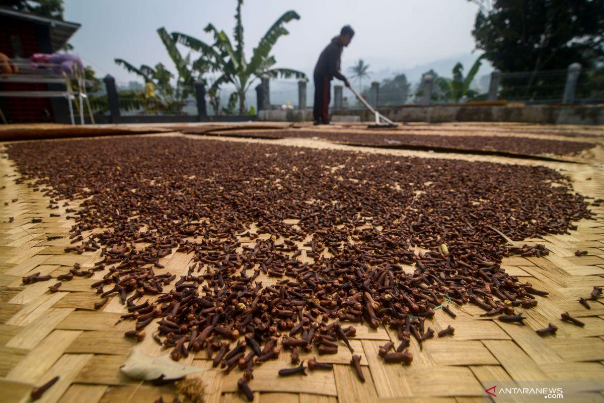 Sun drying clove buds in controlled open-air conditions