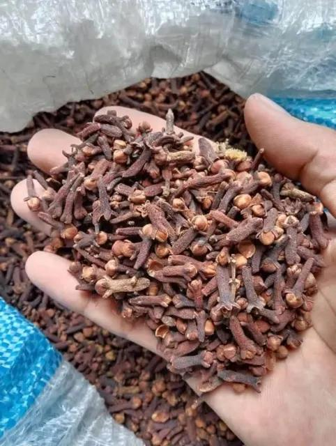 Processed Indonesian dried cloves for export quality control
