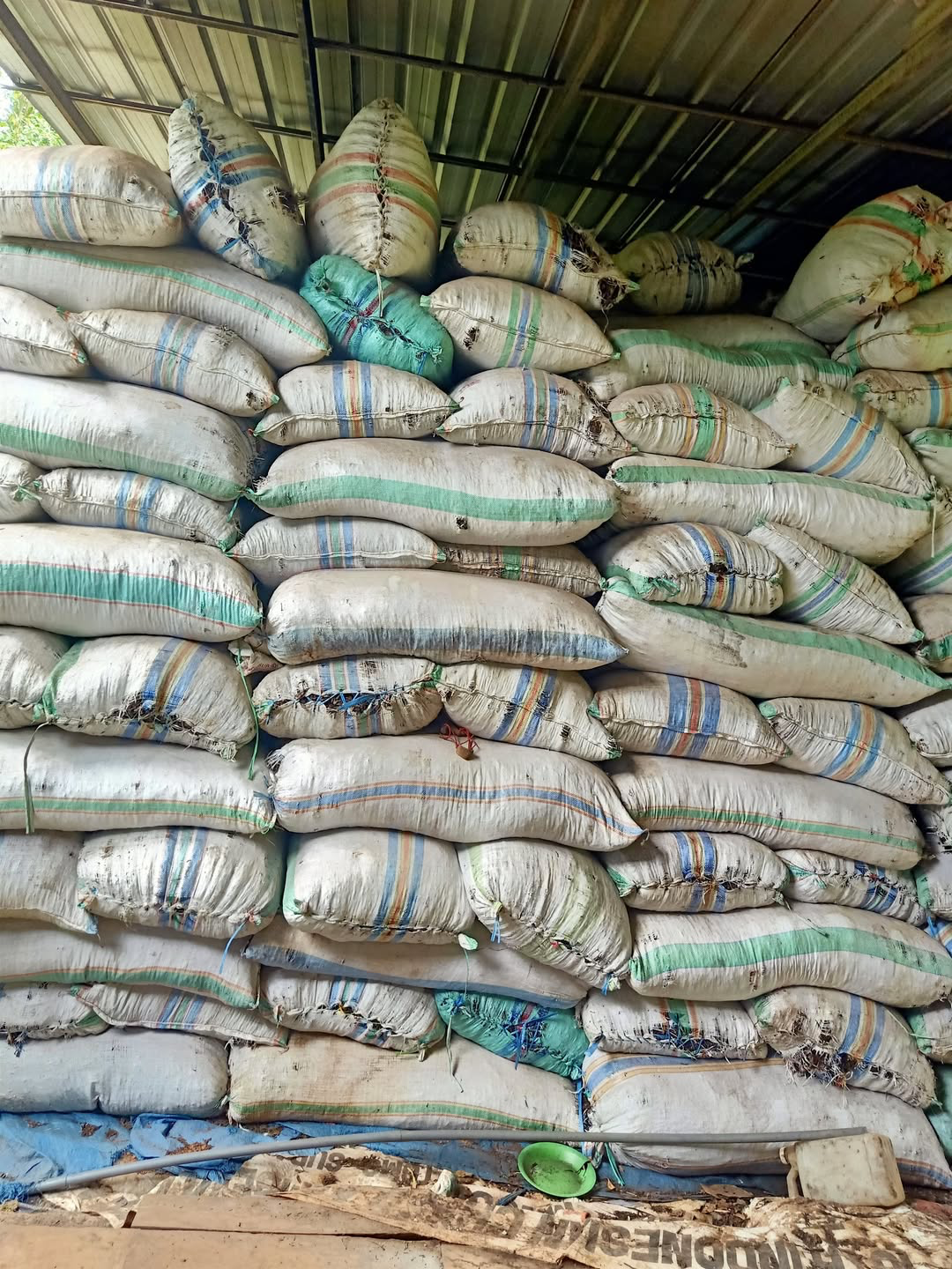 Final dried clove sorting and stock preparation for export