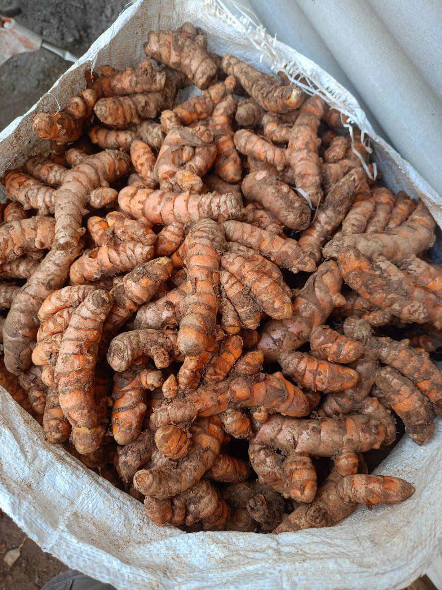 High curcumin Indonesian turmeric for bulk export