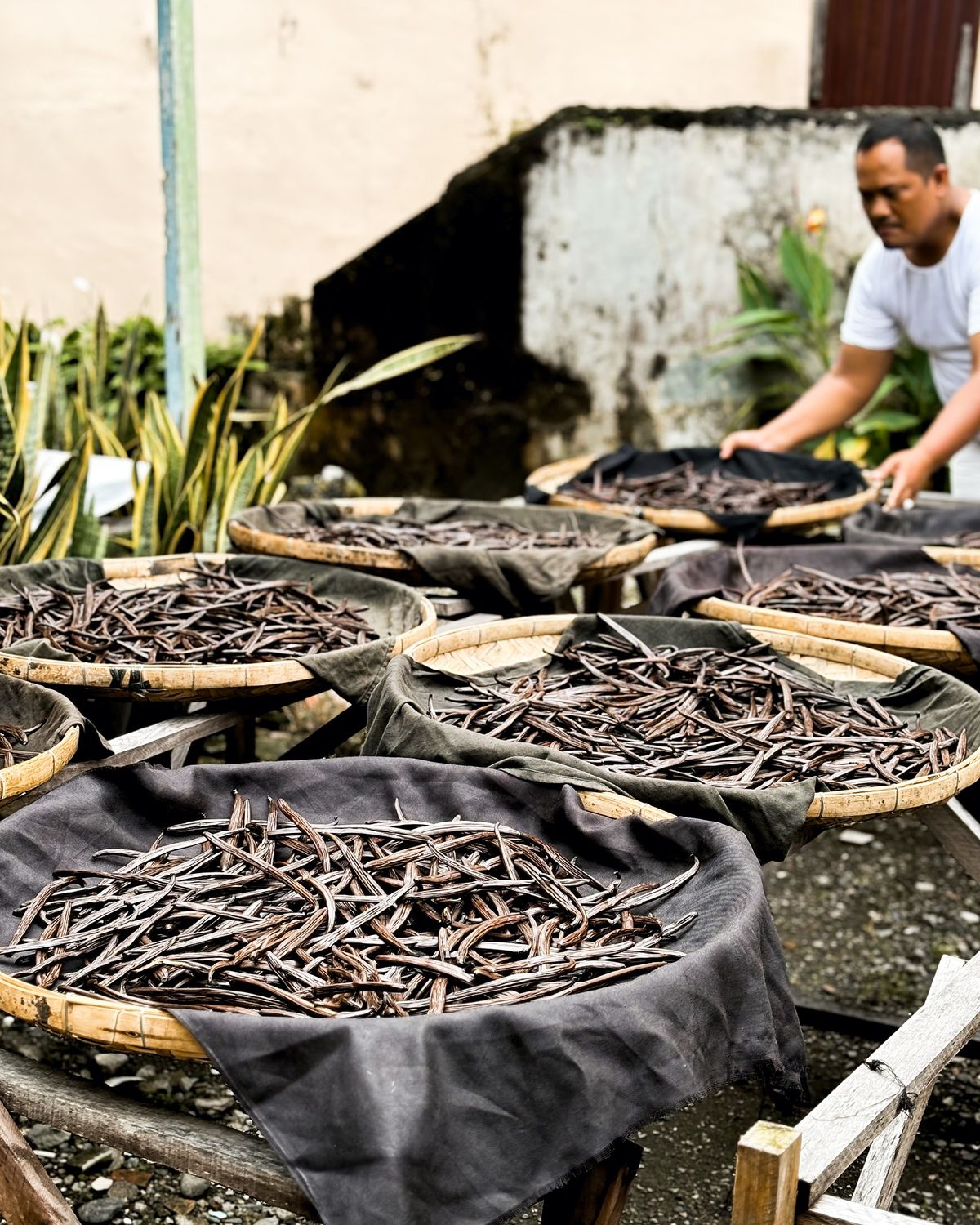 Grade A Indonesian vanilla planifolia beans